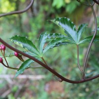 Ipomoea horsfalliae Hook.